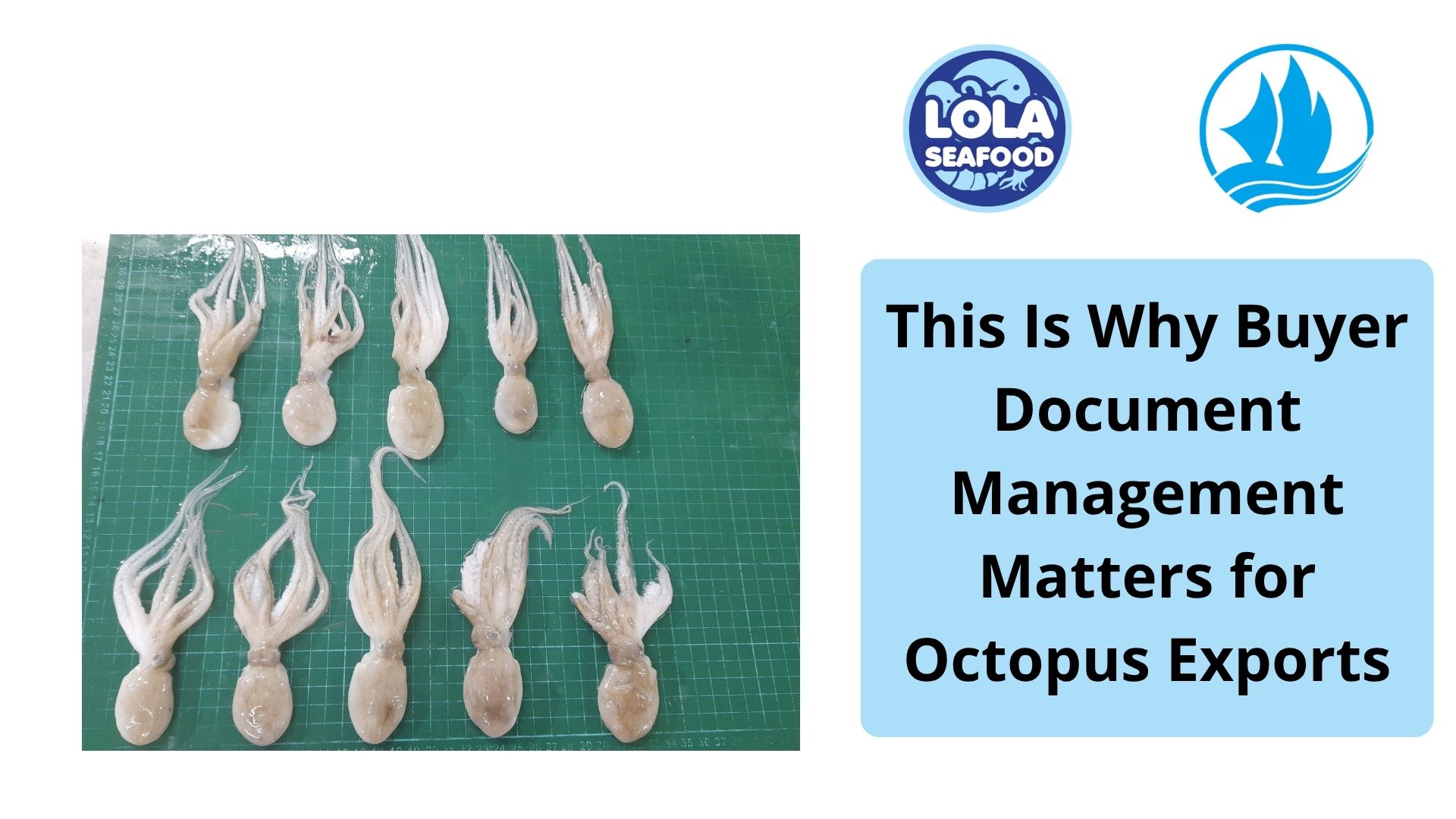  This Is Why Buyer Document Management Matters for Octopus Exports